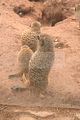 leipzig zoo-01_07_2011_zoo_allgemein_309
